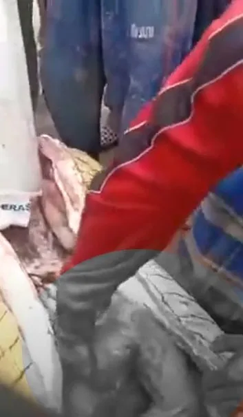 Timsahın karnından insan çıktı! Kan donduran anlar böyle görüntülendi...