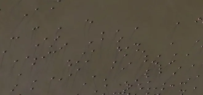 Burdur'da doğa harikası görüntüler! Göle gelen binlerce flamingo eşsiz bir manzara sundu