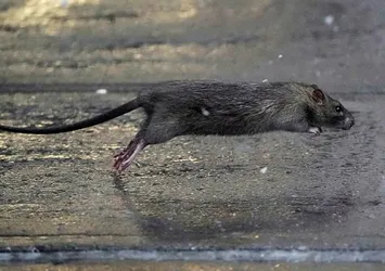 New York’u fareler bastı! Sıçan Şefi’ne 170 bin dolar maaş