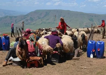 Göçerler süt sağımına başladı