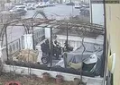Başıboş 9 köpek sokak kedisini parçaladı