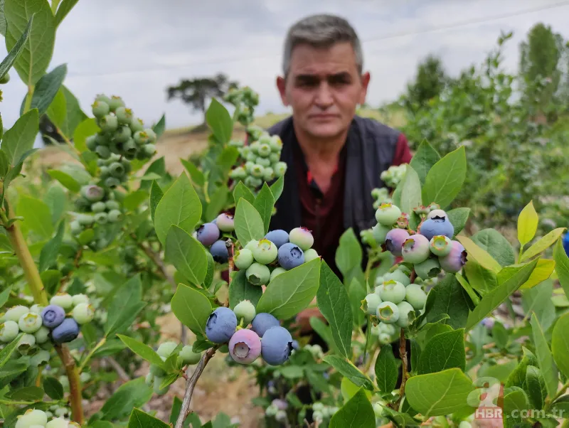Nadir bulunan meyve türü kısa sürede zengin etti! Kilosunu 100 liradan satıyor 12