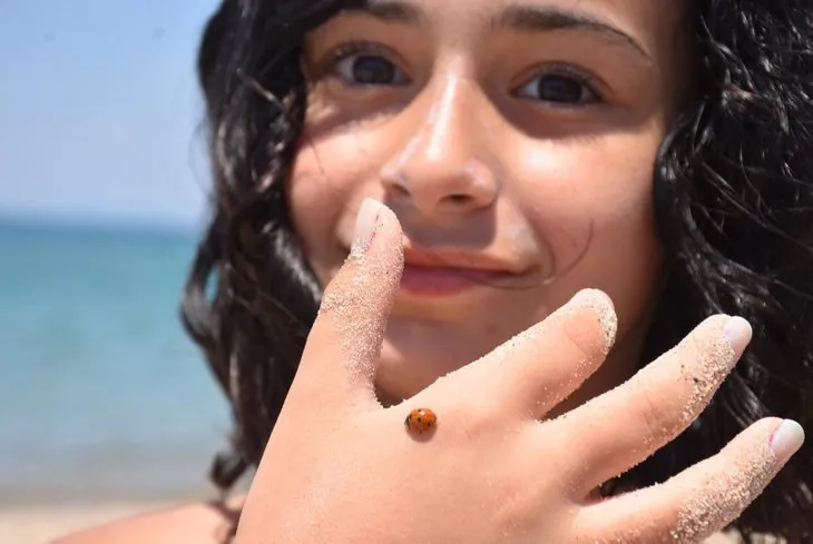 Saros Körfezi’nde uğur böceği istilası! Tatilciler tedirgin