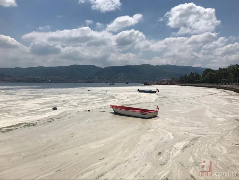 İzmit Körfezi'nde yeniden ortaya çıktı: Martı salyaya saplandı 5