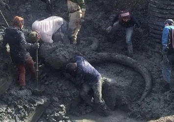 Tarlada prehistorik döneme ait yünlü mamut kalıntısı bulundu!