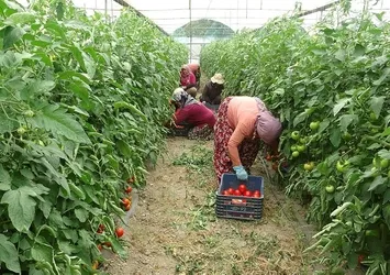 Bu köyde işsizlik derdi yok! Çevre köy ve illerden işçi kiralanıyor! Bu yıl beklenti 15 bin ton...