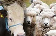 Kurbanlık Fiyatları 2024 | Koyun, keçi ve sığır kurbanlık bedeli ne kadar, kaç TL? Küçükbaş, büyükbaş hisseleri...
