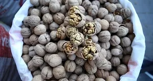 Adilcevaz’da buğday hasadı devam ediyor