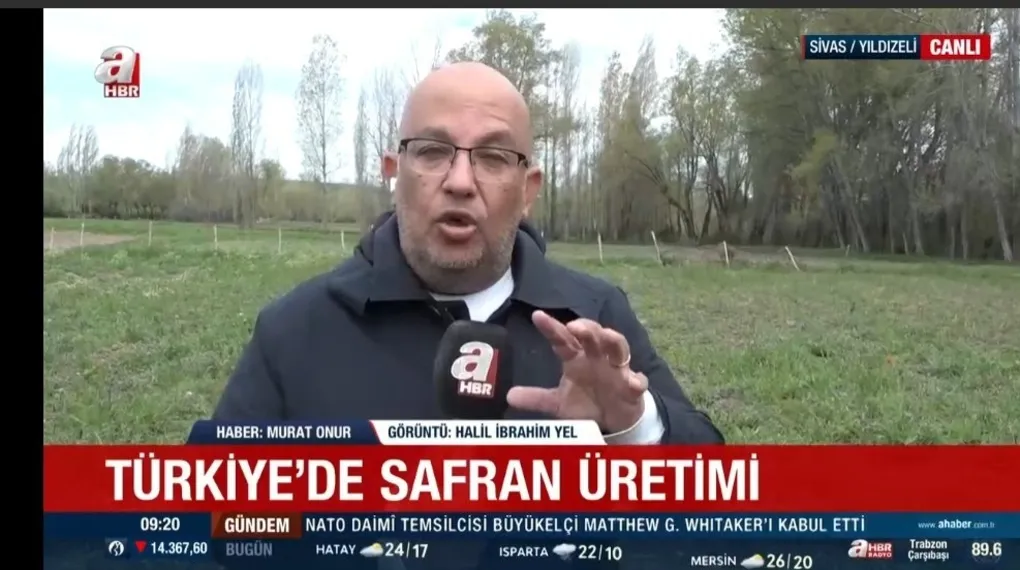 Safran hangi iklim koşullarında yetişiyor?