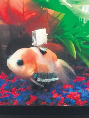 Engelli Japon balığına tekerlekli sandalye - 1