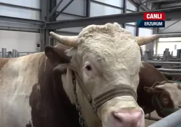 Kurbanlık sevkiyatları başlıyor