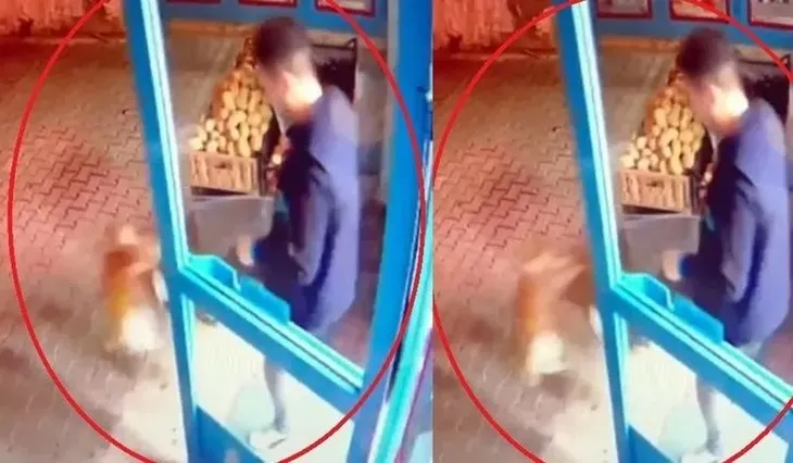 Market çalışanından sokak kedisine şiddet! Sosyal medyayı sallayan görüntü