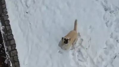 Köpeklerin drone kovalamaca şovu!