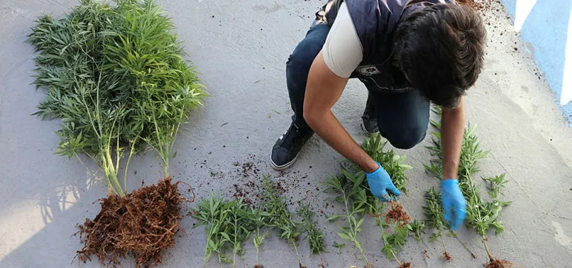 İstanbul'da uyuşturucu tacirleri uydu görüntüleriyle tespit edildi! 23 bin 24 kök Hint keneviri ele geçirildi