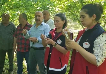 Türkeli'de samuray arısı doğaya salındı