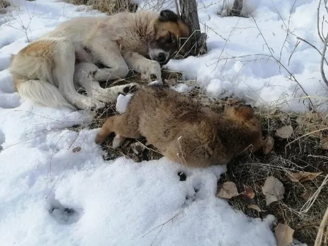 Van'da donarak ölen yavrularının başında ayrılmayan köpek duygulandırdı - 2