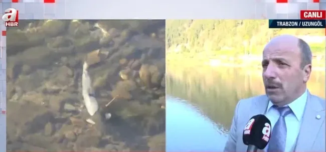 Uzungöl’de korkutan balık ölümleri! Turizm merkezinde neler oluyor?