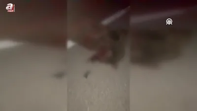 Kamyonetin çarptığı ayı ve 3 yavrusu öldü