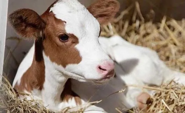 2022 Buzağı destekleri ne zaman yatacak? Buzağı desteği başvuruları başladı mı? İşte tarihler... - 2