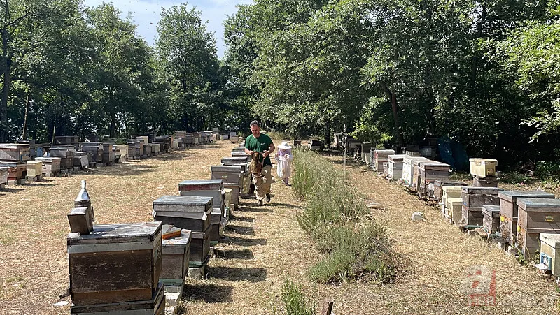 Kovandan çıkan bal görenleri şaşkına çevirdi! Kilosu 20 bin TL... 1