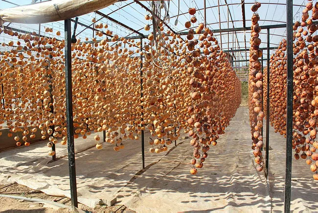 Manisalı Melek 40 kilo ile başladı şimdi yıllık 50 ton cennet elmasını kurutup satıyor - 9