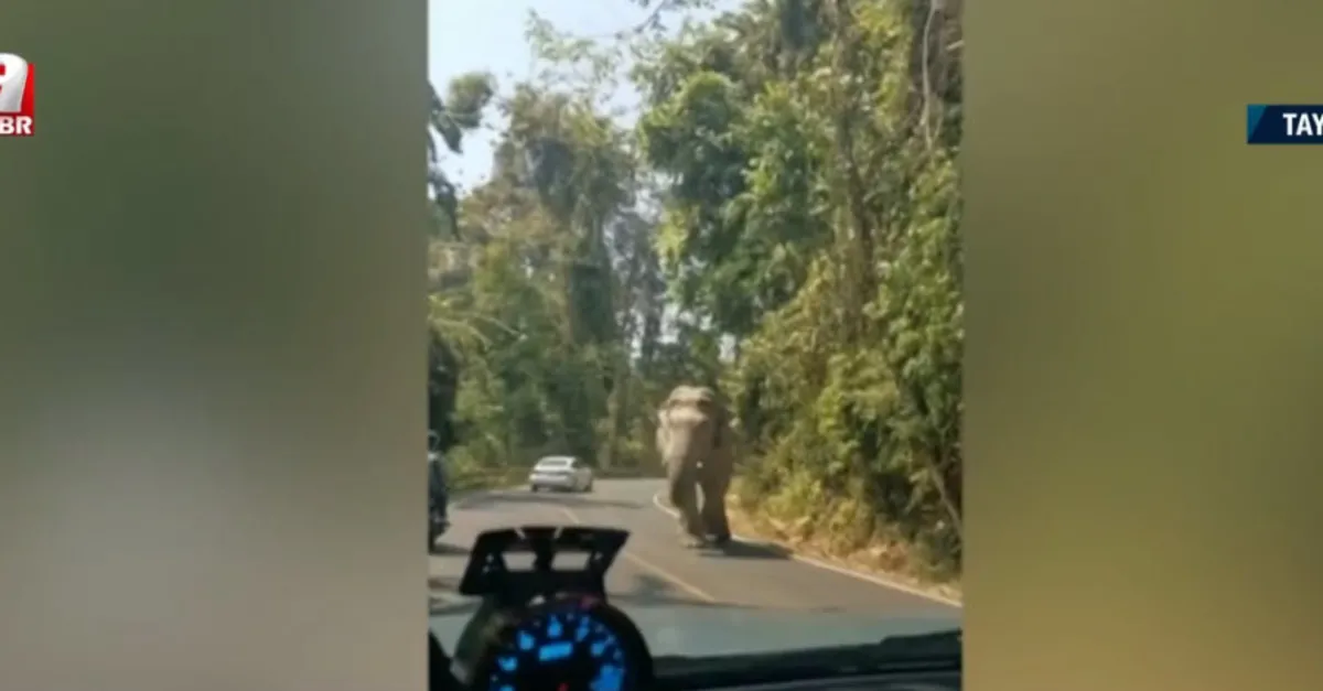 Yola çıkan fil araçtakileri korkuttu