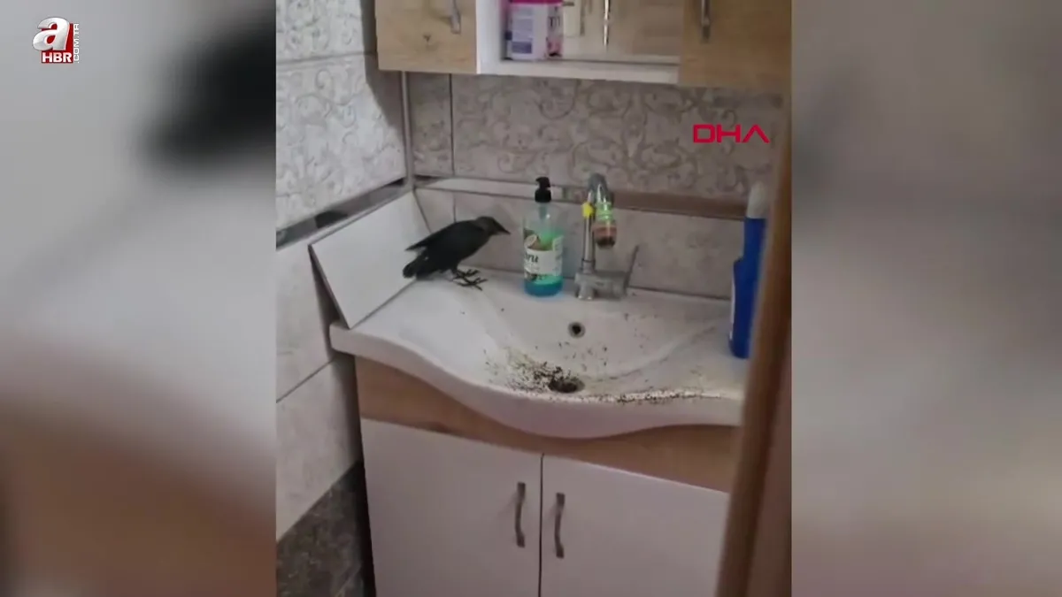 Zonguldak’ın banyoda mahsur kalan karga kurtarıldı