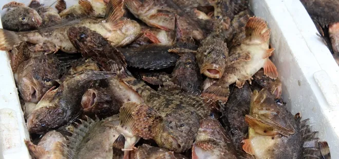 Sinop’ta tezgahlarda yerini aldı! Dışı zehirli içi lezzetli: Kilosu 300 lira!