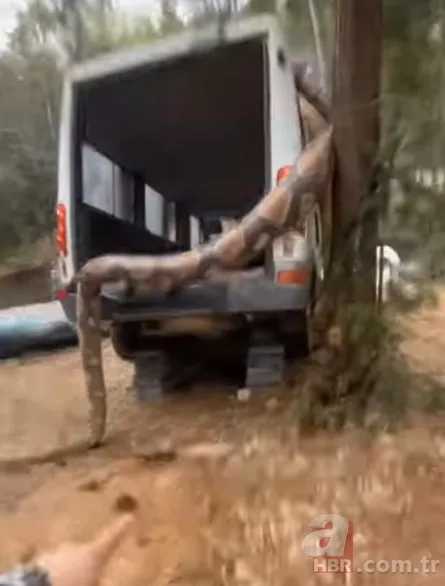 Bu görüntüler dehşete düşürdü! Dev anakonda arabayı sardı 15