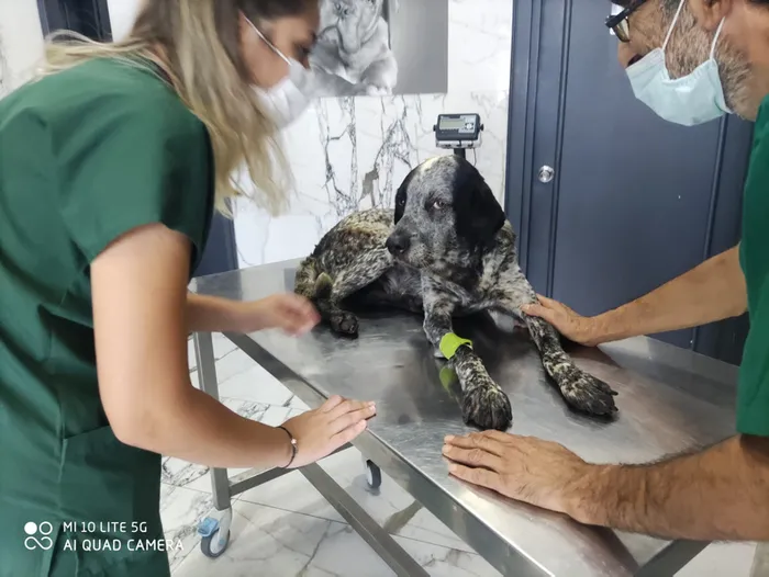 İstanbul'da vicdanları sarsan olay! Köpeğin kafasını sopayla kırdı - 1