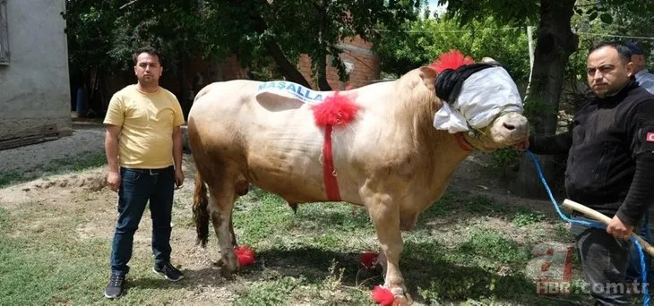 2 tonluk Fırtına satışa çıktı! Kurbanlığı alana bir de hediye var | Peki il il kurbanlık fiyatları ne kadar?