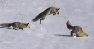 Aç kalan tilkilerin karda yiyecek avı
