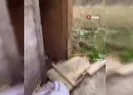 Turistlerin konakladığı bungalovlara dadandılar