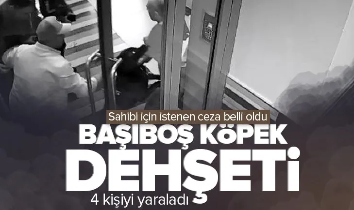 Ankara’da başıboş köpek dehşeti! Sahibi için istenen ceza belli oldu