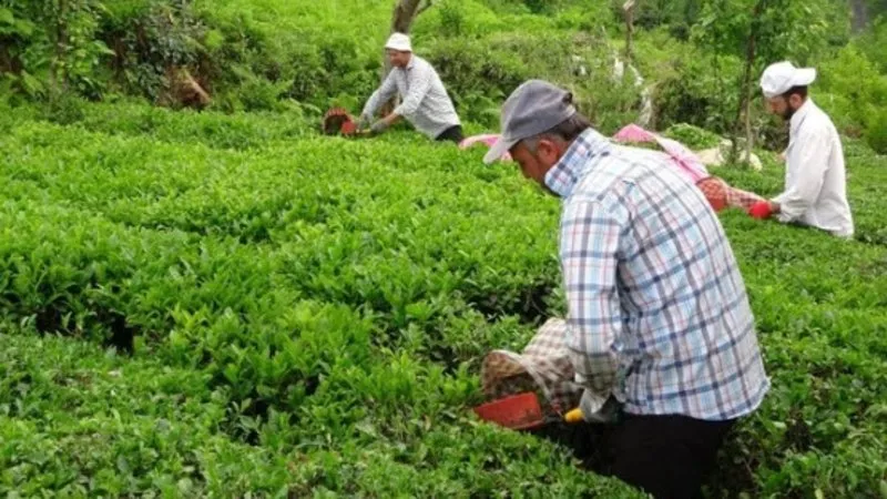 Çiftçi Kayıt Sistemi’ne dev başvuru! Tarım ve Orman Bakanı Vahit Kirişci rakamı açıkladı