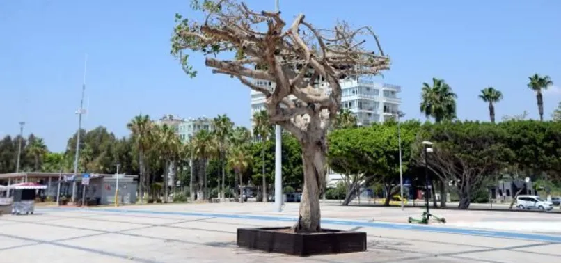 Mersin'deki Özgecan Aslan Barış Meydanı'ndaki ağacın nasıl zehirlendiği ortaya çıktı! CHP kumpasına fondaş çanak tuttu