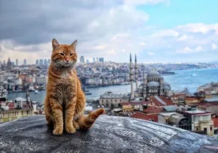 İstanbul kedisi F1 aracını gölgede bıraktı