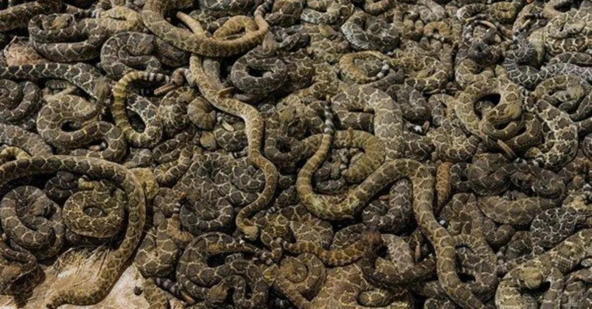 cingirakli yilanlarla dolu odaya