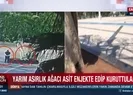 Yarım asırlık ağacı asit enjekte edip kuruttular