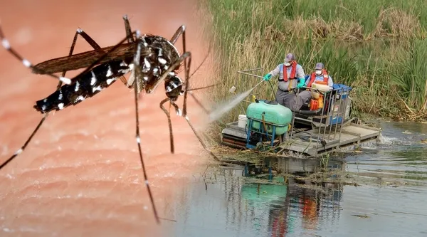 KKTC’de ’Asya Kaplan’ paniği: Sağlık Bakanlığı vatandaşları uyardı