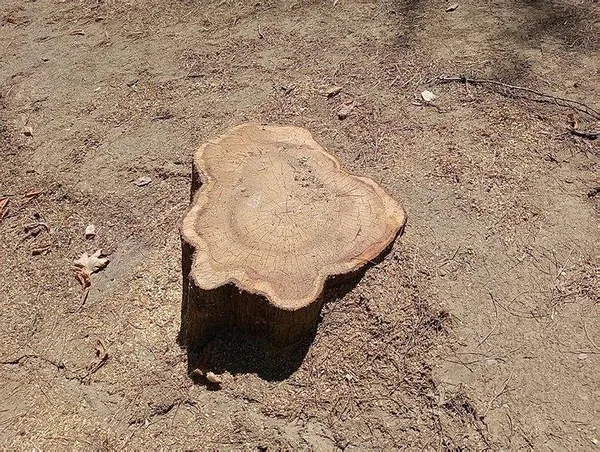 CHP’li Beşiktaş Belediyesi Abbasağa’da ağaç kıyımına devam ediyor!