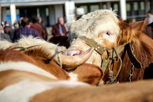Son dakika: Kurban Bayramı genelgesi yayımlandı mı? Bayramda sokağa çıkma yasağı var mı?