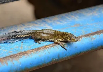 Ejderha bulduğunu sandı, bakın ne çıktı