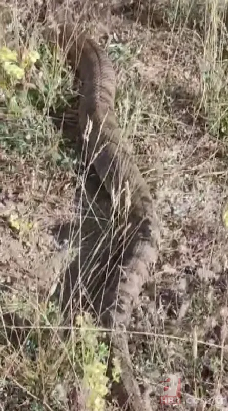 Doğada gezerken dev yılanla karşılaştı! Hemen telefona sarıldı 2