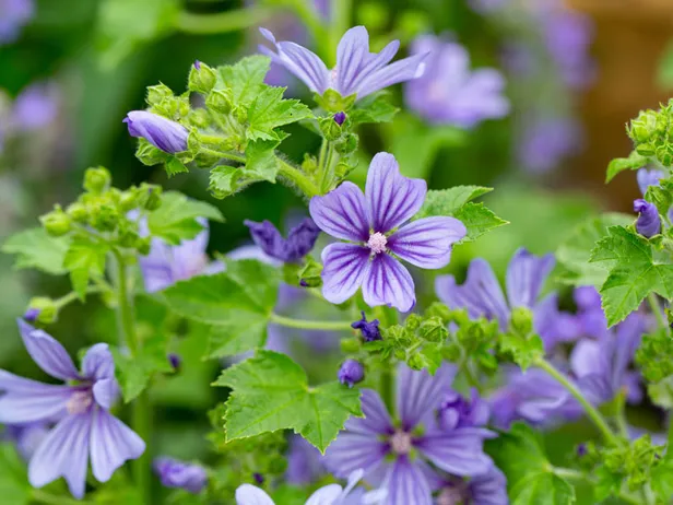 İbn-i Sina’nın Rehberinden Çıktı! Kolesterol, Kabız, İltihaplanma, Kemik, Cilt ve Saç Sorunlarını Bitiriyor