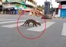 Koronavirüs nedeniyle sokağa çıkmak yasaklanmıştı! Sokakta yıllardır görülmeyen misk kedisi görüntülendi |Video