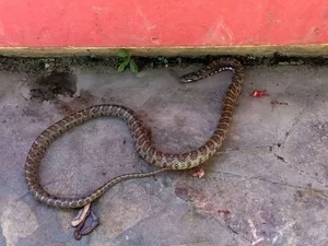 Çamaşır sepetinden yılan çıktı - 1