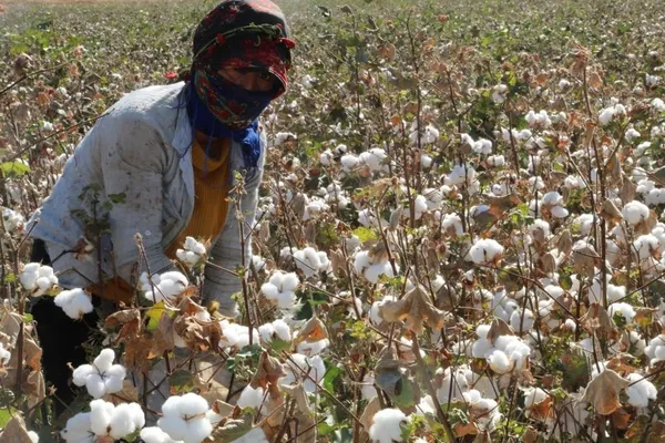 terorun-yerini-huzura-biraktigi-cudi-dagi-etekleri-pamuk-tarlalarina-donustu-genc-kizlarin-gelir-kaynagi-oldu-1668768966062.jpg