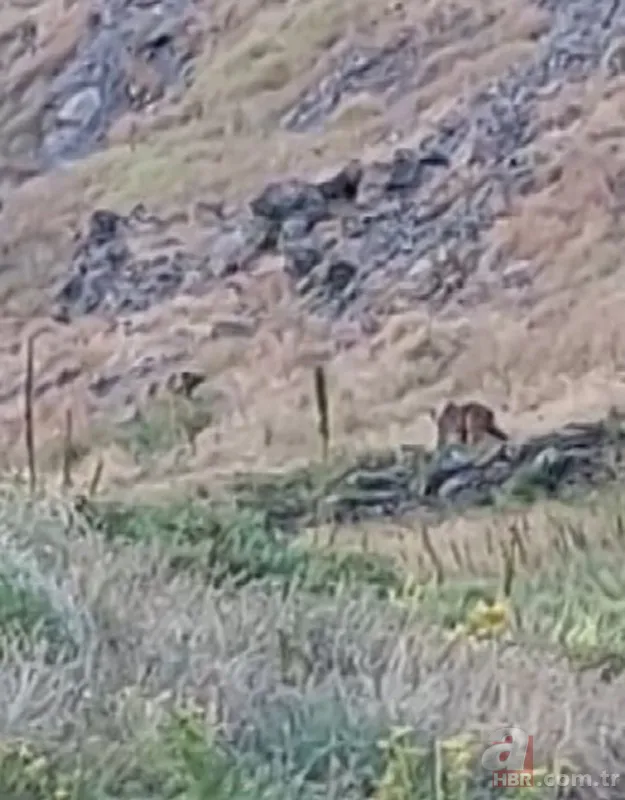 Vahşi doğada ölümcül karşılaşma! Ayı yavrularını… 3