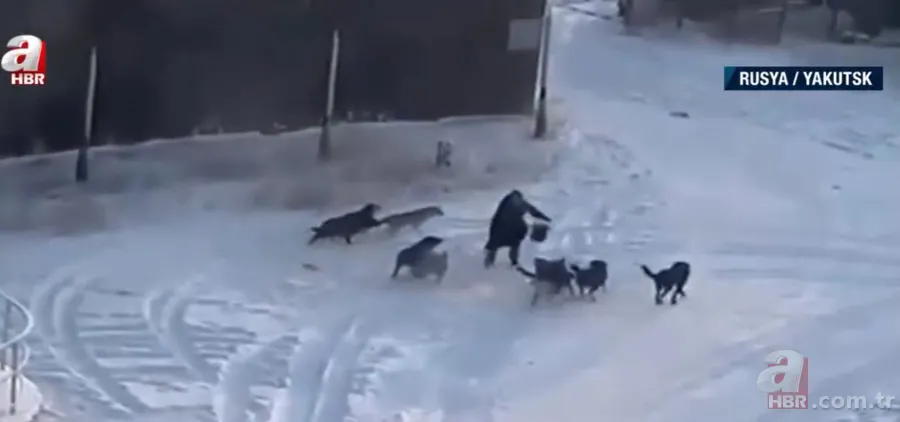 Köpekler aniden etrafını sardı! Dakikalarca ölüm kalım mücadelesi verdi ama... 11